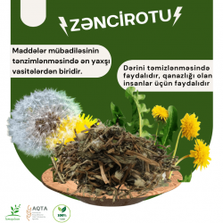 Zəncirotu